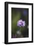 Summer flowers meadows on the roadsides in Bielefeld,-Nadja Jacke-Framed Photographic Print