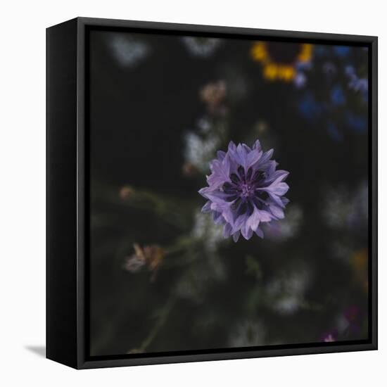 Summer flowers meadows on the roadsides in Bielefeld,-Nadja Jacke-Framed Stretched Canvas