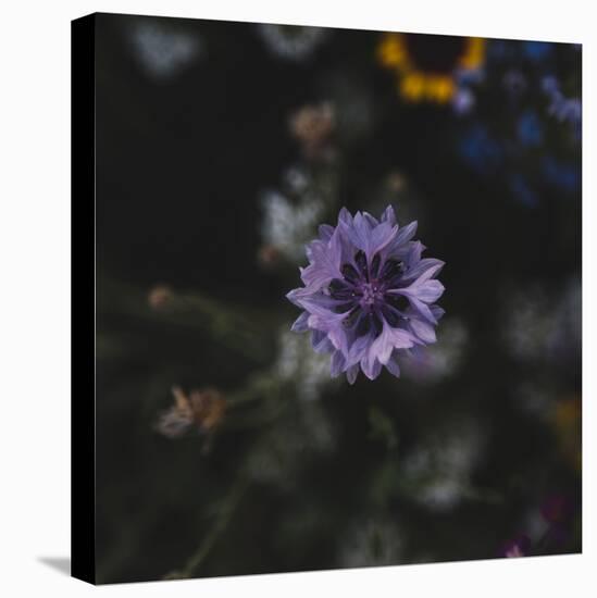 Summer flowers meadows on the roadsides in Bielefeld,-Nadja Jacke-Stretched Canvas