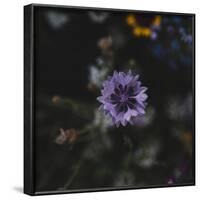 Summer flowers meadows on the roadsides in Bielefeld,-Nadja Jacke-Framed Photographic Print