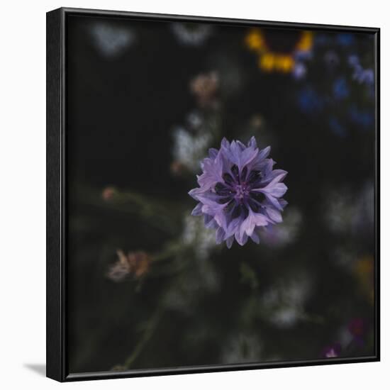 Summer flowers meadows on the roadsides in Bielefeld,-Nadja Jacke-Framed Photographic Print