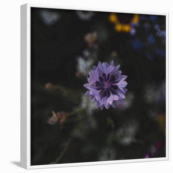 Summer flowers meadows on the roadsides in Bielefeld,-Nadja Jacke-Framed Photographic Print