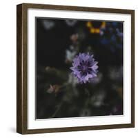 Summer flowers meadows on the roadsides in Bielefeld,-Nadja Jacke-Framed Photographic Print