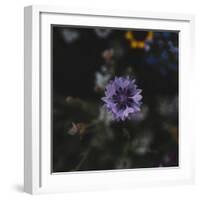 Summer flowers meadows on the roadsides in Bielefeld,-Nadja Jacke-Framed Photographic Print