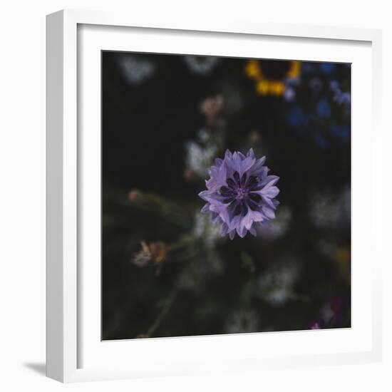 Summer flowers meadows on the roadsides in Bielefeld,-Nadja Jacke-Framed Photographic Print