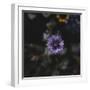 Summer flowers meadows on the roadsides in Bielefeld,-Nadja Jacke-Framed Photographic Print