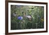 Summer flowers meadows on the roadsides in Bielefeld,-Nadja Jacke-Framed Photographic Print