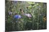 Summer flowers meadows on the roadsides in Bielefeld,-Nadja Jacke-Mounted Photographic Print