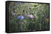 Summer flowers meadows on the roadsides in Bielefeld,-Nadja Jacke-Framed Stretched Canvas