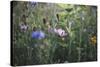 Summer flowers meadows on the roadsides in Bielefeld,-Nadja Jacke-Stretched Canvas