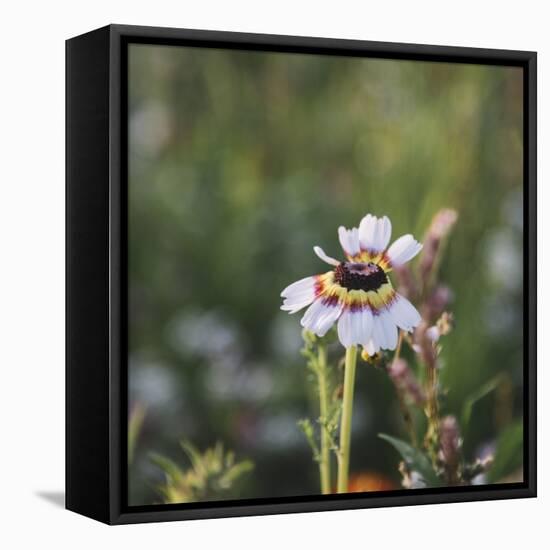 Summer flowers meadows on the roadsides in Bielefeld,-Nadja Jacke-Framed Stretched Canvas