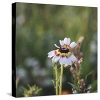Summer flowers meadows on the roadsides in Bielefeld,-Nadja Jacke-Stretched Canvas