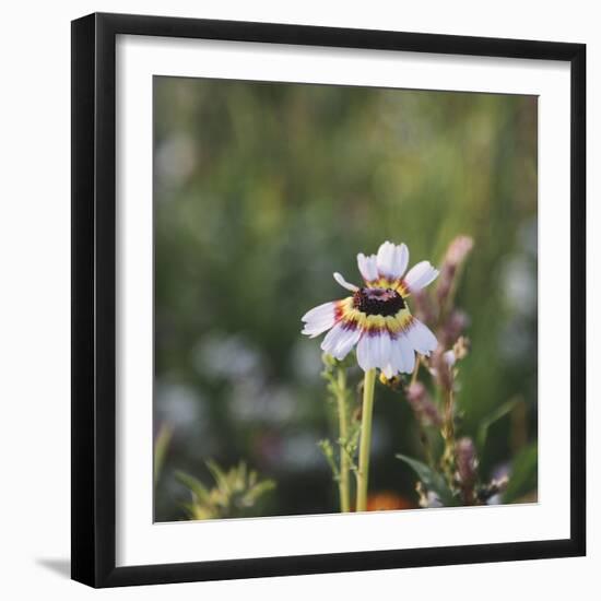 Summer flowers meadows on the roadsides in Bielefeld,-Nadja Jacke-Framed Photographic Print