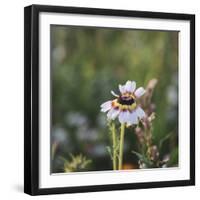 Summer flowers meadows on the roadsides in Bielefeld,-Nadja Jacke-Framed Photographic Print