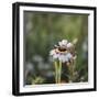 Summer flowers meadows on the roadsides in Bielefeld,-Nadja Jacke-Framed Photographic Print