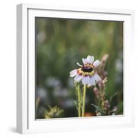 Summer flowers meadows on the roadsides in Bielefeld,-Nadja Jacke-Framed Photographic Print