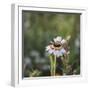 Summer flowers meadows on the roadsides in Bielefeld,-Nadja Jacke-Framed Photographic Print