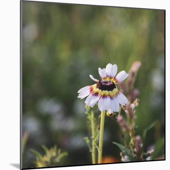 Summer flowers meadows on the roadsides in Bielefeld,-Nadja Jacke-Mounted Photographic Print