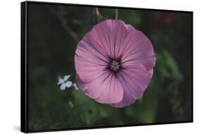 Summer flowers meadows on the roadsides in Bielefeld,-Nadja Jacke-Framed Stretched Canvas