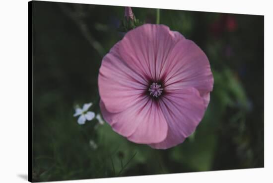 Summer flowers meadows on the roadsides in Bielefeld,-Nadja Jacke-Stretched Canvas