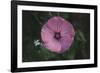 Summer flowers meadows on the roadsides in Bielefeld,-Nadja Jacke-Framed Photographic Print