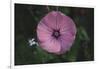 Summer flowers meadows on the roadsides in Bielefeld,-Nadja Jacke-Framed Photographic Print