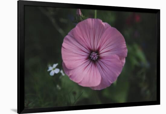 Summer flowers meadows on the roadsides in Bielefeld,-Nadja Jacke-Framed Photographic Print