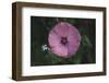 Summer flowers meadows on the roadsides in Bielefeld,-Nadja Jacke-Framed Photographic Print