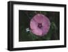 Summer flowers meadows on the roadsides in Bielefeld,-Nadja Jacke-Framed Photographic Print