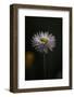 Summer flowers meadows on the roadsides in Bielefeld,-Nadja Jacke-Framed Photographic Print