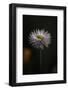 Summer flowers meadows on the roadsides in Bielefeld,-Nadja Jacke-Framed Photographic Print