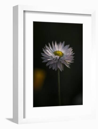 Summer flowers meadows on the roadsides in Bielefeld,-Nadja Jacke-Framed Photographic Print