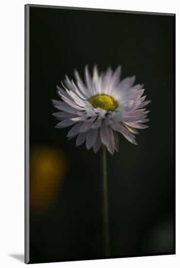 Summer flowers meadows on the roadsides in Bielefeld,-Nadja Jacke-Mounted Photographic Print