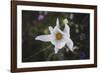 Summer flowers meadows on the roadsides in Bielefeld,-Nadja Jacke-Framed Photographic Print