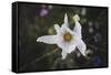 Summer flowers meadows on the roadsides in Bielefeld,-Nadja Jacke-Framed Stretched Canvas