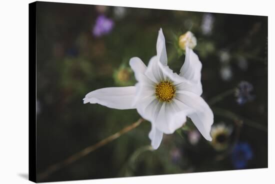 Summer flowers meadows on the roadsides in Bielefeld,-Nadja Jacke-Stretched Canvas