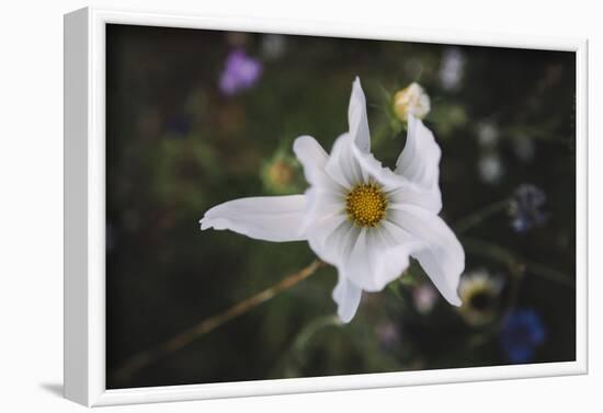 Summer flowers meadows on the roadsides in Bielefeld,-Nadja Jacke-Framed Photographic Print