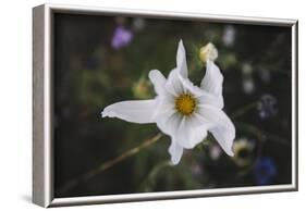 Summer flowers meadows on the roadsides in Bielefeld,-Nadja Jacke-Framed Photographic Print