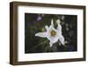 Summer flowers meadows on the roadsides in Bielefeld,-Nadja Jacke-Framed Photographic Print