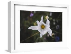 Summer flowers meadows on the roadsides in Bielefeld,-Nadja Jacke-Framed Photographic Print