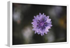 Summer flowers meadows on the roadsides in Bielefeld,-Nadja Jacke-Framed Photographic Print