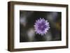 Summer flowers meadows on the roadsides in Bielefeld,-Nadja Jacke-Framed Photographic Print