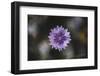 Summer flowers meadows on the roadsides in Bielefeld,-Nadja Jacke-Framed Photographic Print