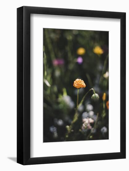 Summer flowers meadows on the roadsides of Bielefeld-Nadja Jacke-Framed Photographic Print