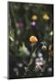 Summer flowers meadows on the roadsides of Bielefeld-Nadja Jacke-Mounted Photographic Print