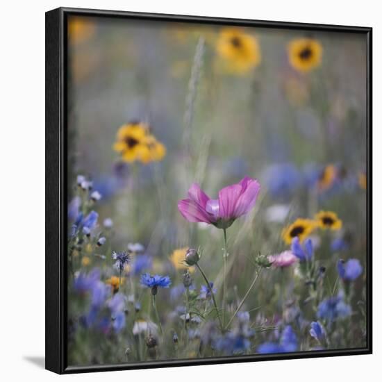 Summer flowers meadows on the roadsides of Bielefeld-Nadja Jacke-Framed Photographic Print