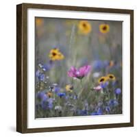 Summer flowers meadows on the roadsides of Bielefeld-Nadja Jacke-Framed Photographic Print