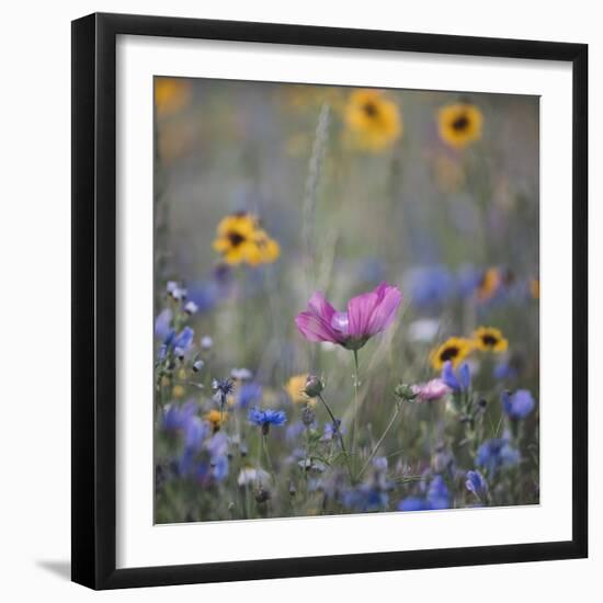 Summer flowers meadows on the roadsides of Bielefeld-Nadja Jacke-Framed Photographic Print