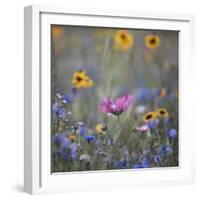 Summer flowers meadows on the roadsides of Bielefeld-Nadja Jacke-Framed Photographic Print