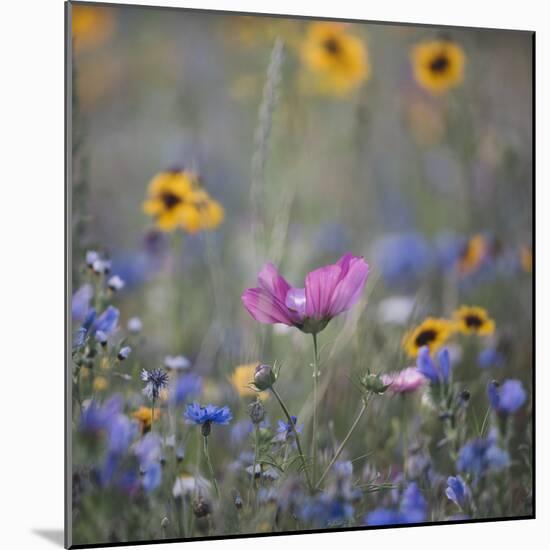 Summer flowers meadows on the roadsides of Bielefeld-Nadja Jacke-Mounted Photographic Print